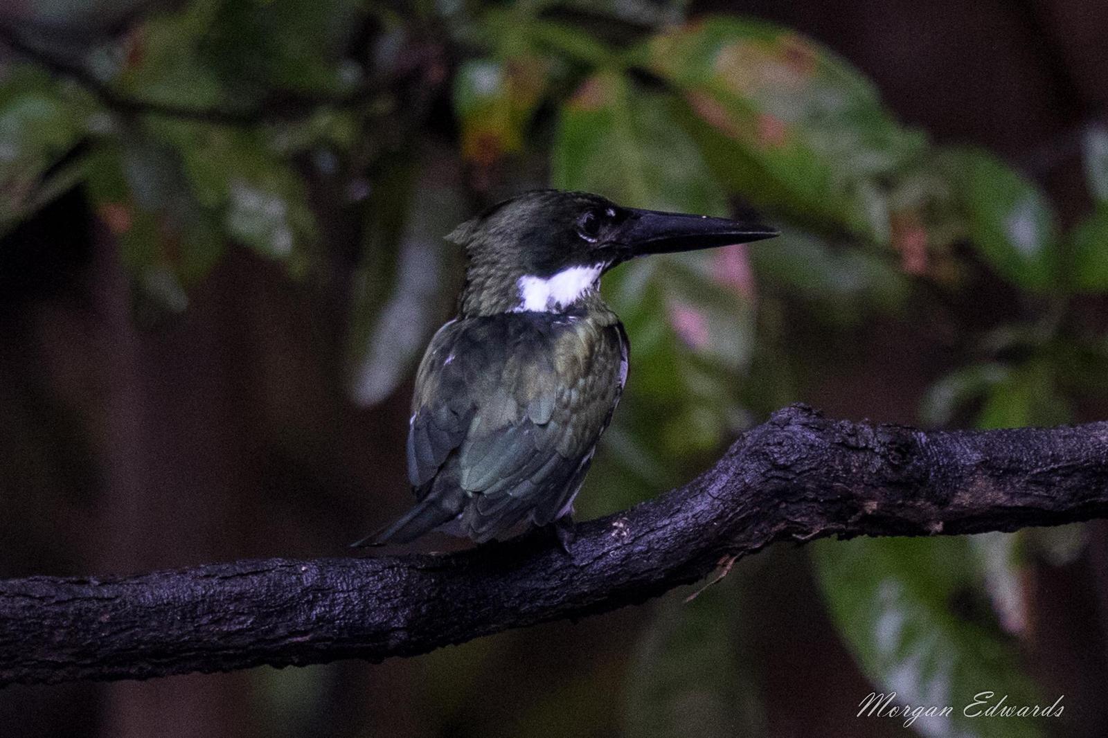Amazon Kingfisher Photo by Morgan Edwards