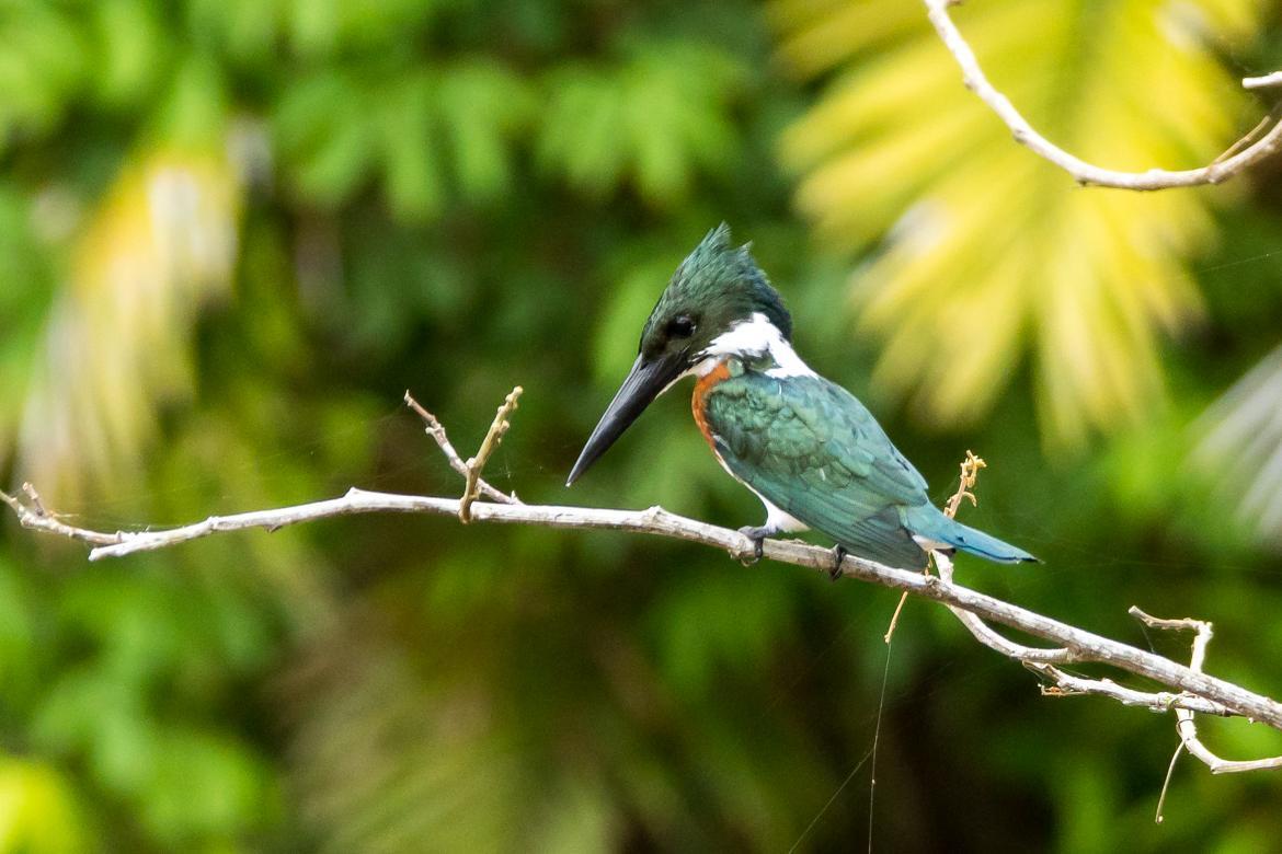 Amazon Kingfisher Photo by Gerald Hoekstra
