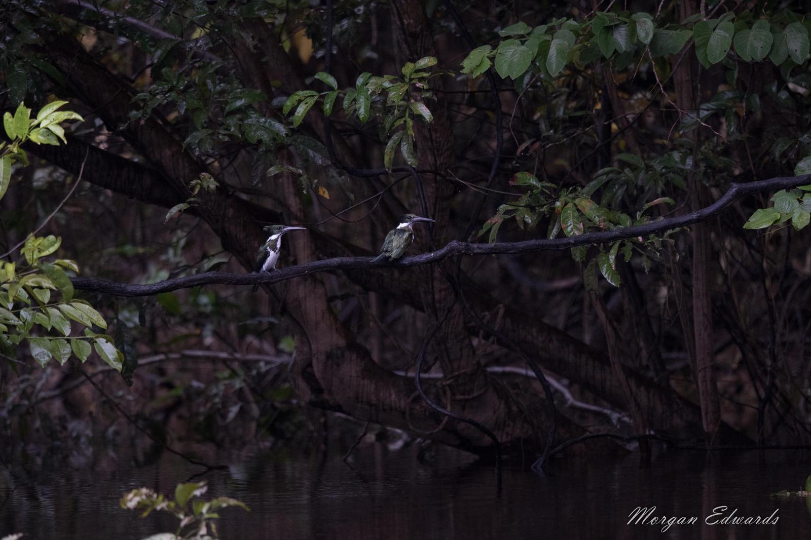 Amazon Kingfisher Photo by Morgan Edwards