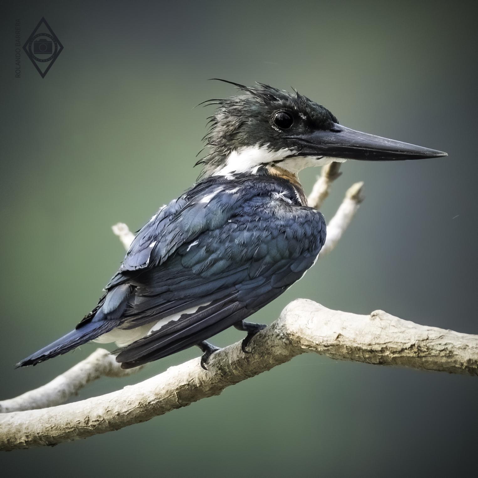 Amazon Kingfisher Photo by Rolando Barrera