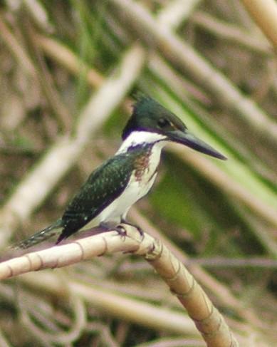 Amazon Kingfisher Photo by David Hollie