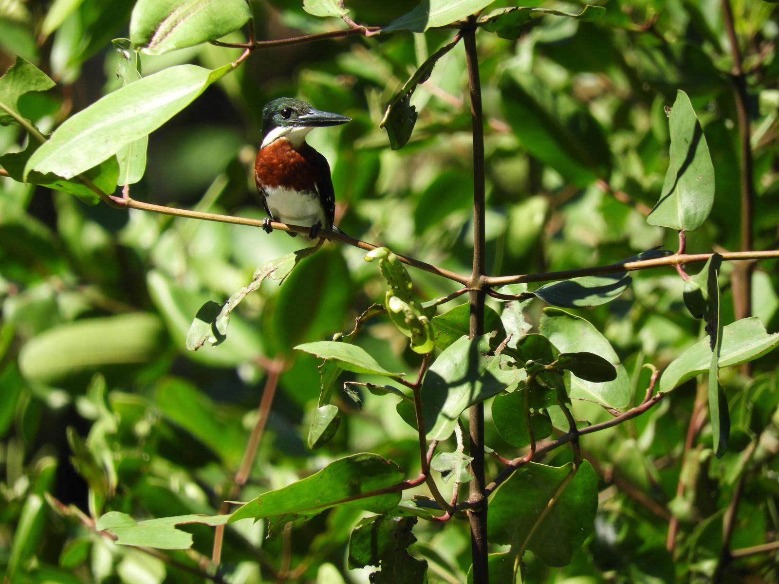 Green Kingfisher Photo by Yvonne Burch-Hartley