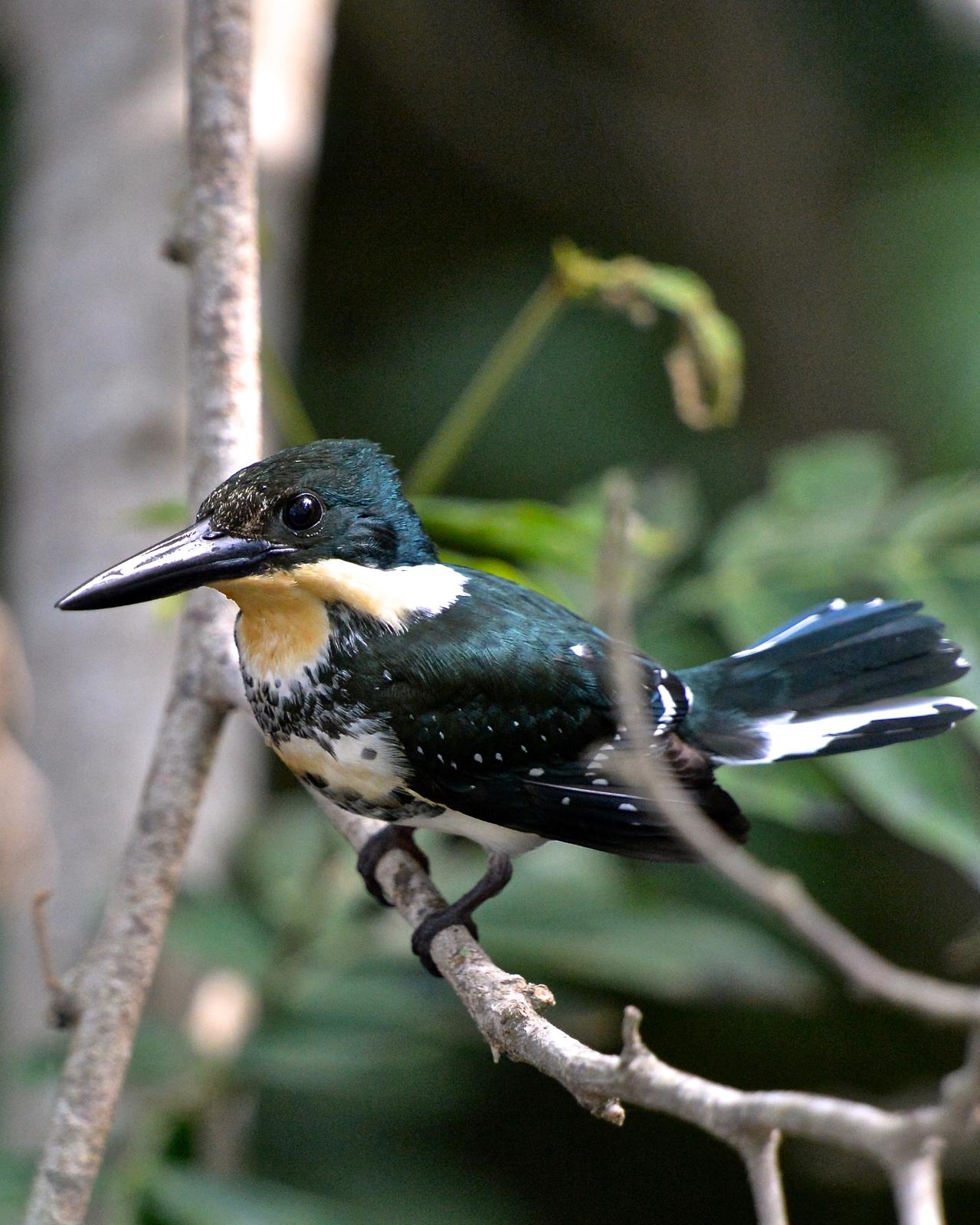 Green Kingfisher Photo by Gerald Friesen