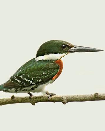 Green Kingfisher Photo by Rene Valdes