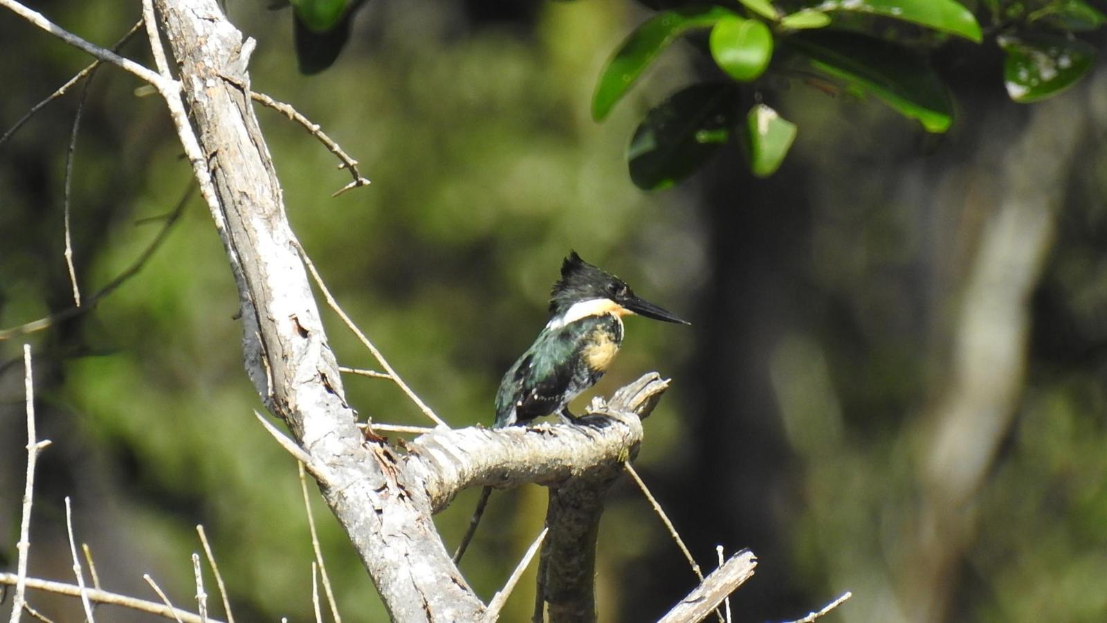 Green Kingfisher Photo by Julio Delgado