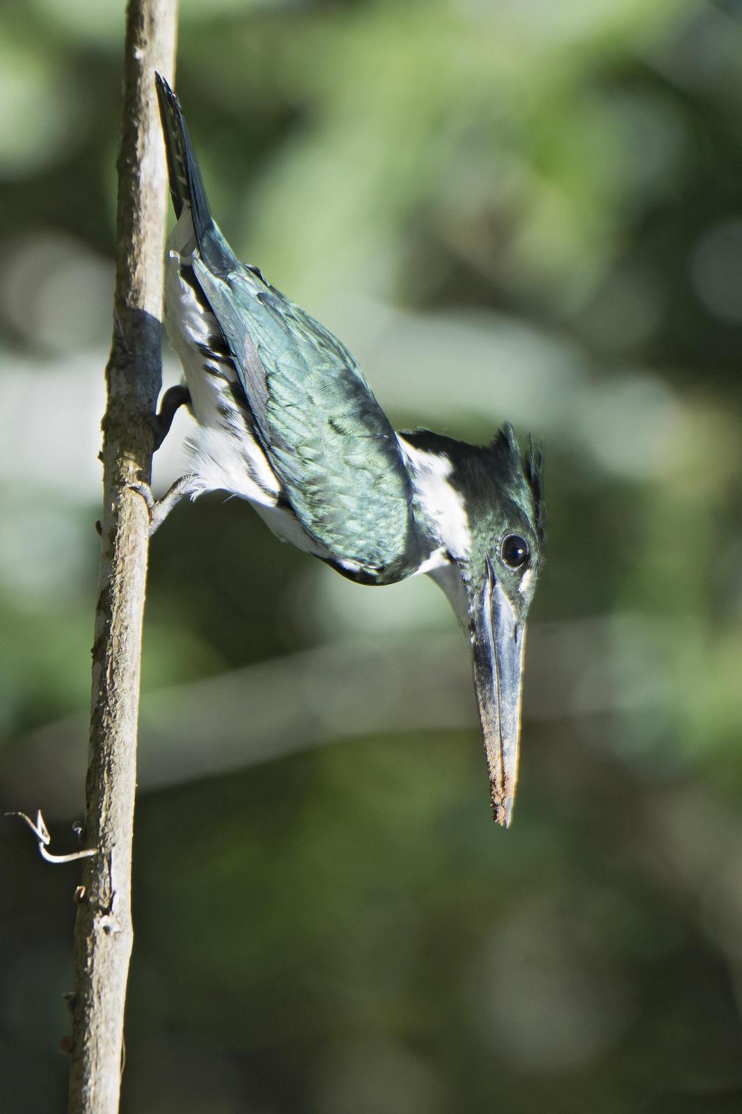 Green Kingfisher Photo by Debra Herst