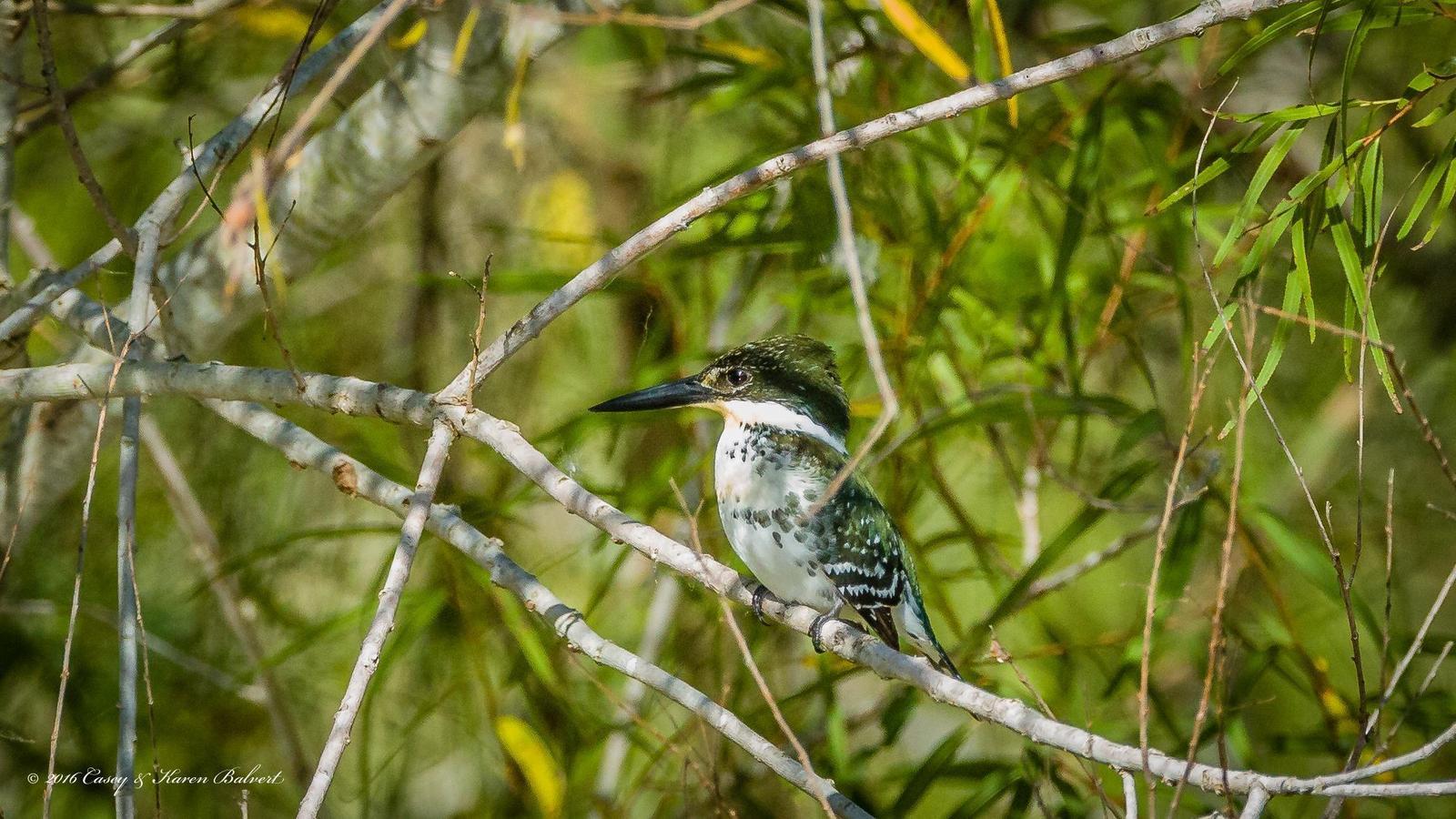 Green Kingfisher Photo by Casey Balvert