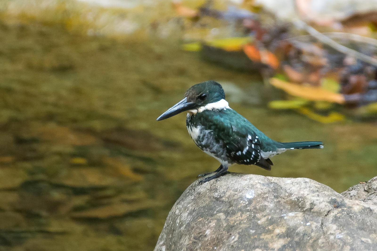 Green Kingfisher Photo by Gerald Hoekstra