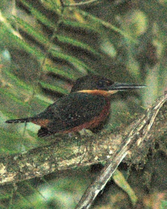 Green-and-rufous Kingfisher Photo by David Hollie