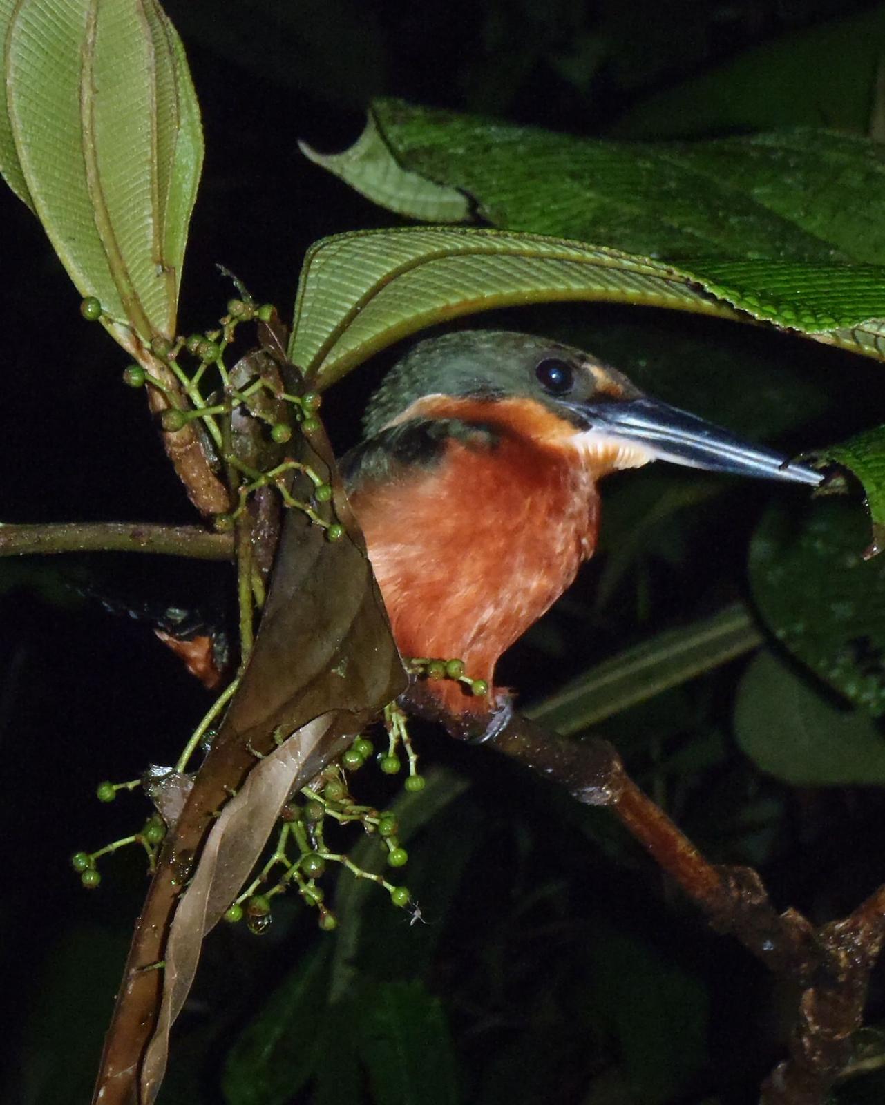 Green-and-rufous Kingfisher Photo by Jenn Sinasac