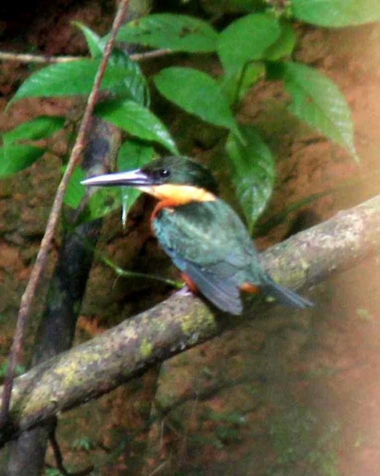Green-and-rufous Kingfisher Photo by Molly Wollam