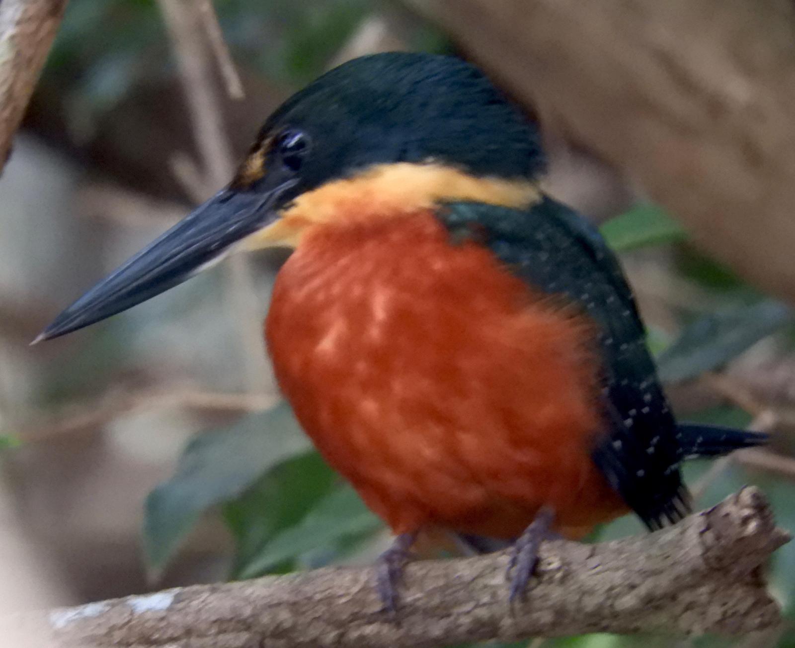 Green-and-rufous Kingfisher Photo by Thomas Michel