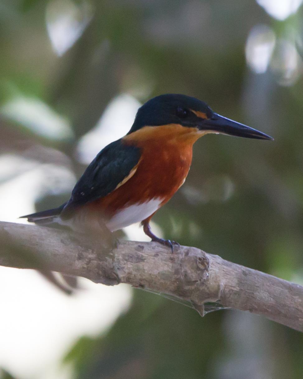 American Pygmy Kingfisher Photo by Kevin Berkoff