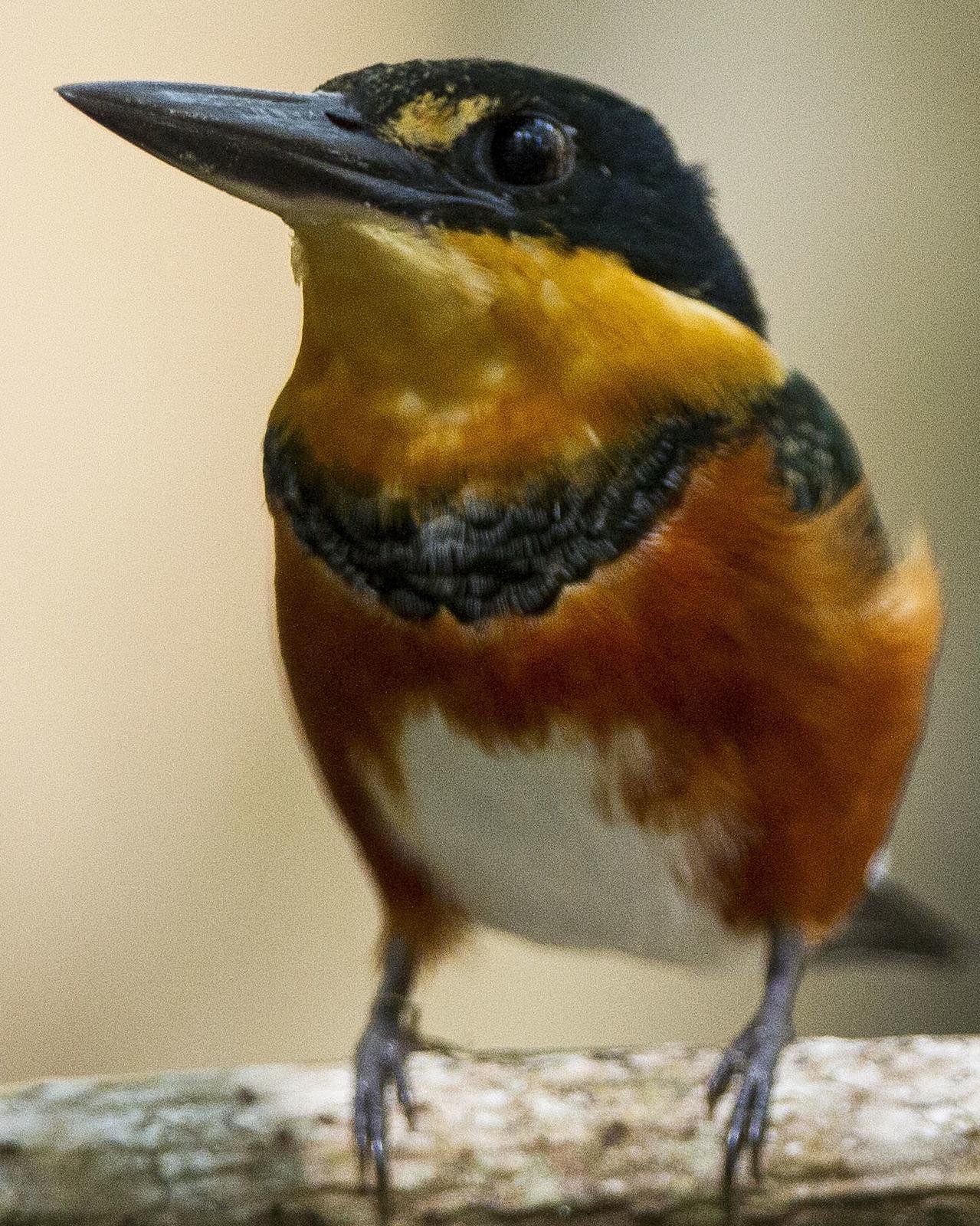American Pygmy Kingfisher Photo by John Oates
