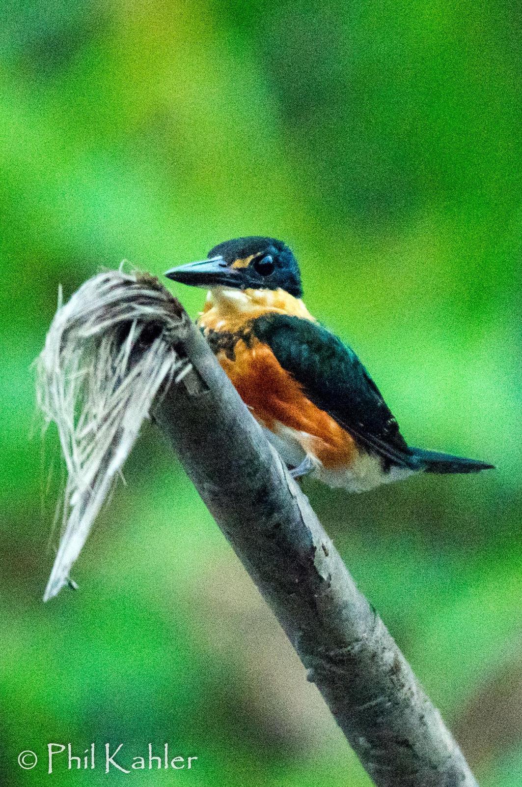 American Pygmy Kingfisher Photo by Phil Kahler
