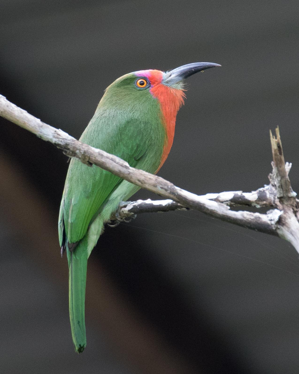 Red-bearded Bee-eater Photo by Robert Lewis