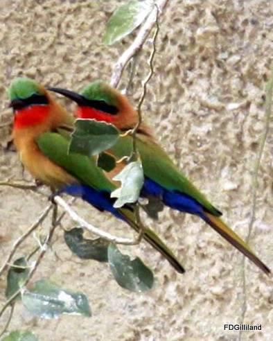 Red-throated Bee-eater Photo by Frank Gilliland