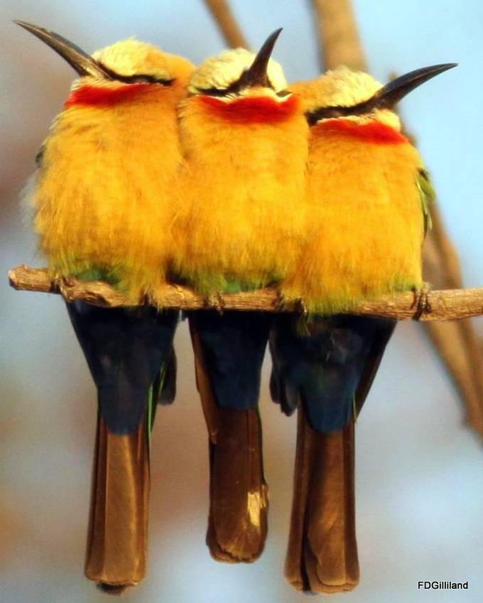 White-fronted Bee-eater Photo by Frank Gilliland