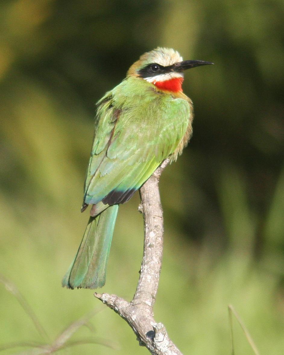 White-fronted Bee-eater Photo by Henk Baptist