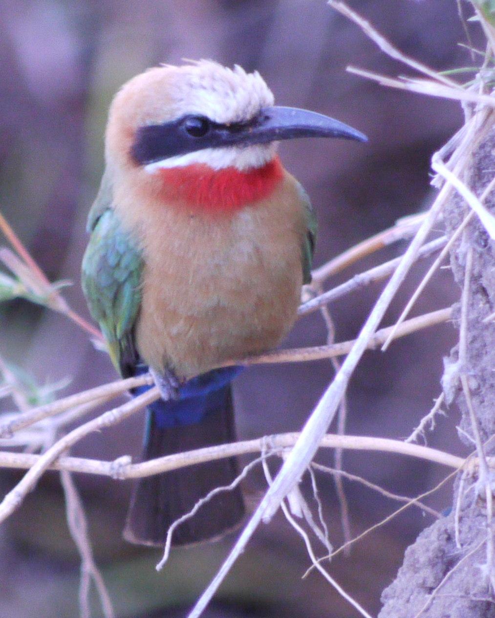 White-fronted Bee-eater Photo by Peter Lowe