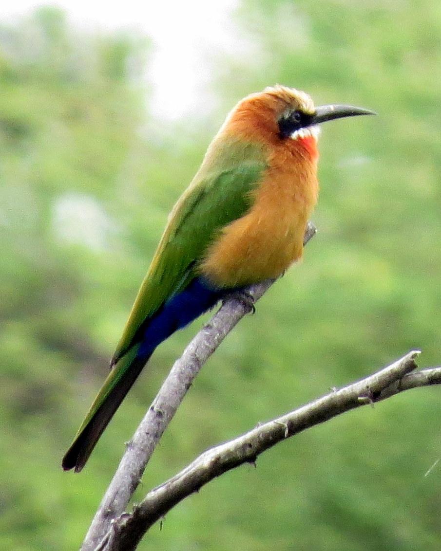 White-fronted Bee-eater Photo by Richard  Lowe