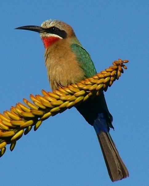 White-fronted Bee-eater Photo by Richard  Lowe