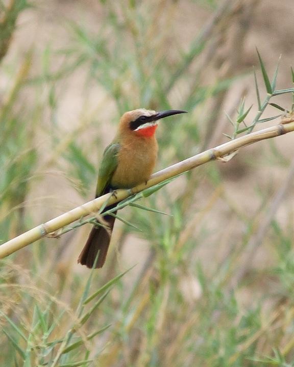 White-fronted Bee-eater Photo by Denis Rivard