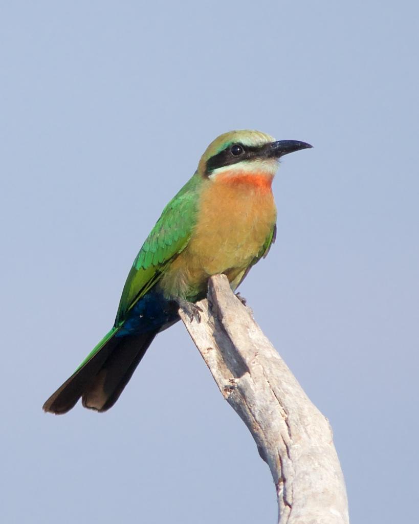White-fronted Bee-eater Photo by Denis Rivard