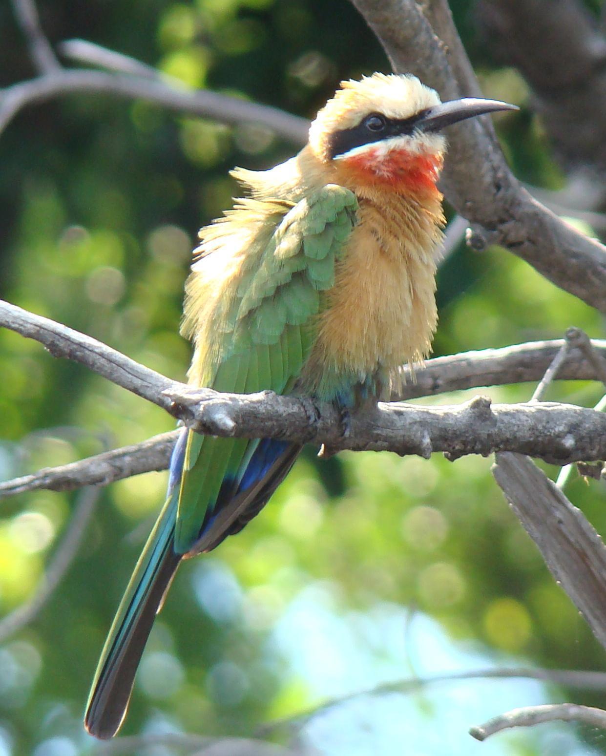 White-fronted Bee-eater Photo by Todd A. Watkins 