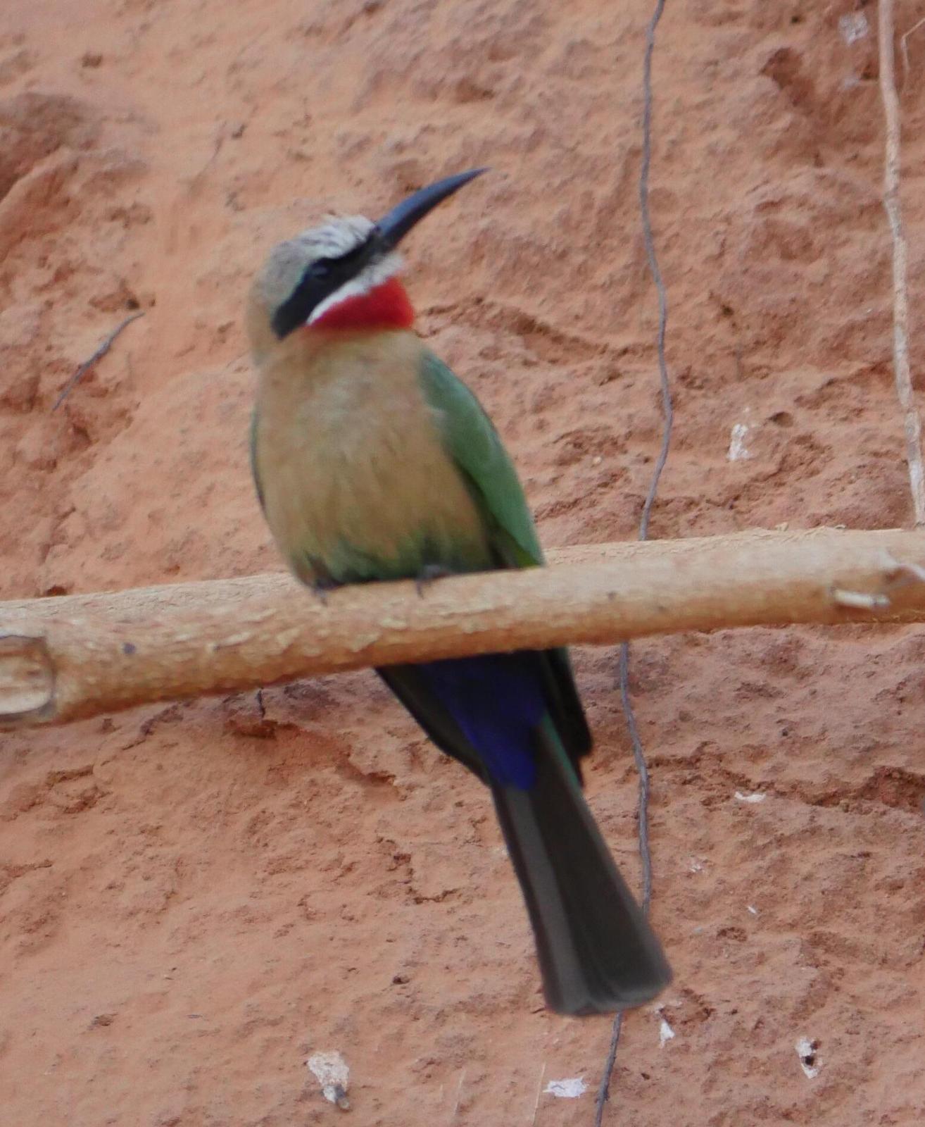 White-fronted Bee-eater Photo by Peter Lowe