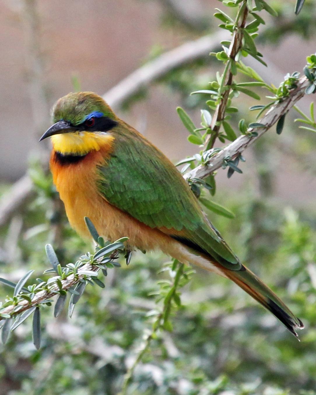Little Bee-eater Photo by Robert Polkinghorn