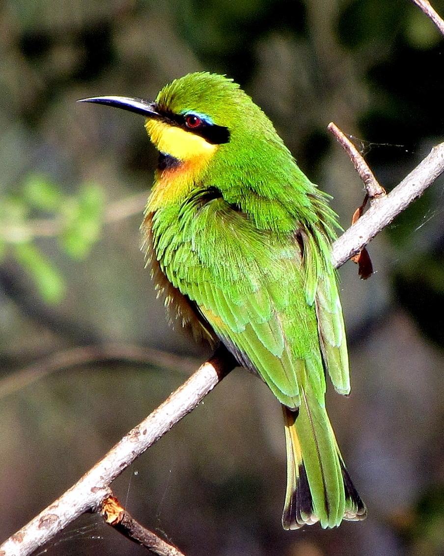 Little Bee-eater Photo by Richard  Lowe