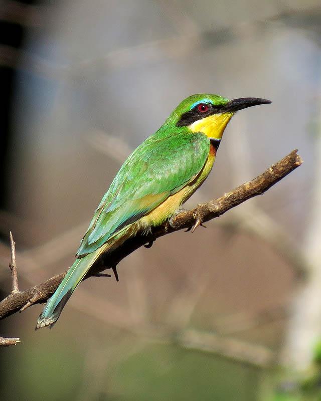 Little Bee-eater Photo by Peter Boesman