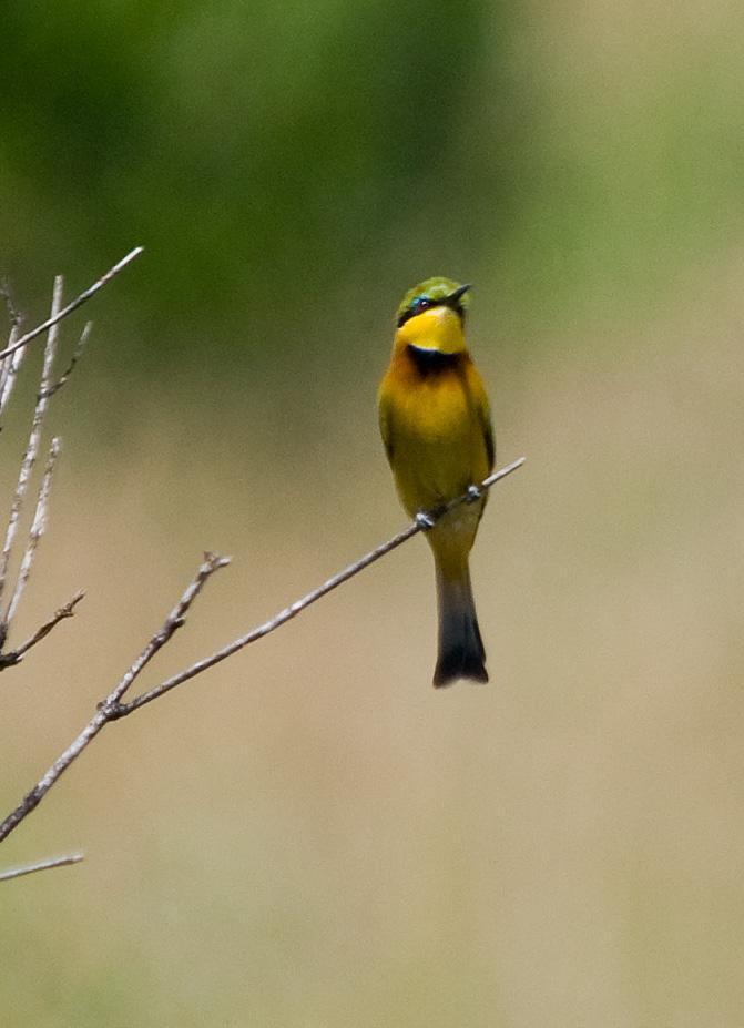 Little Bee-eater Photo by Carol Foil