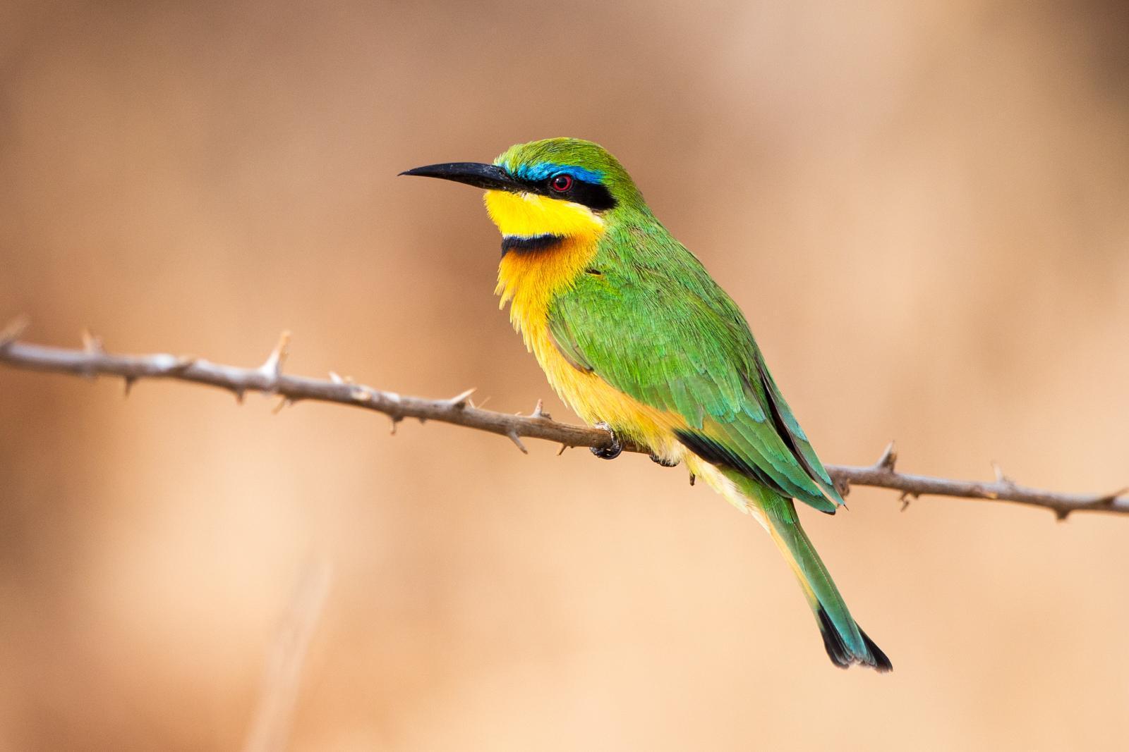 Little Bee-eater Photo by Rhys Marsh