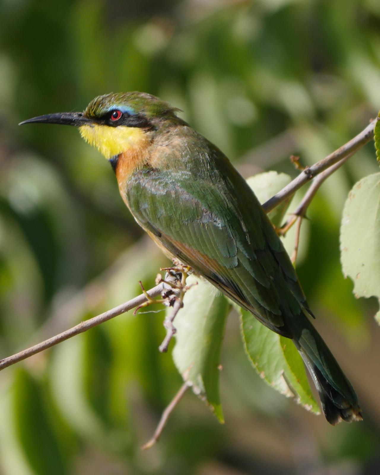 Little Bee-eater Photo by Peter Lowe
