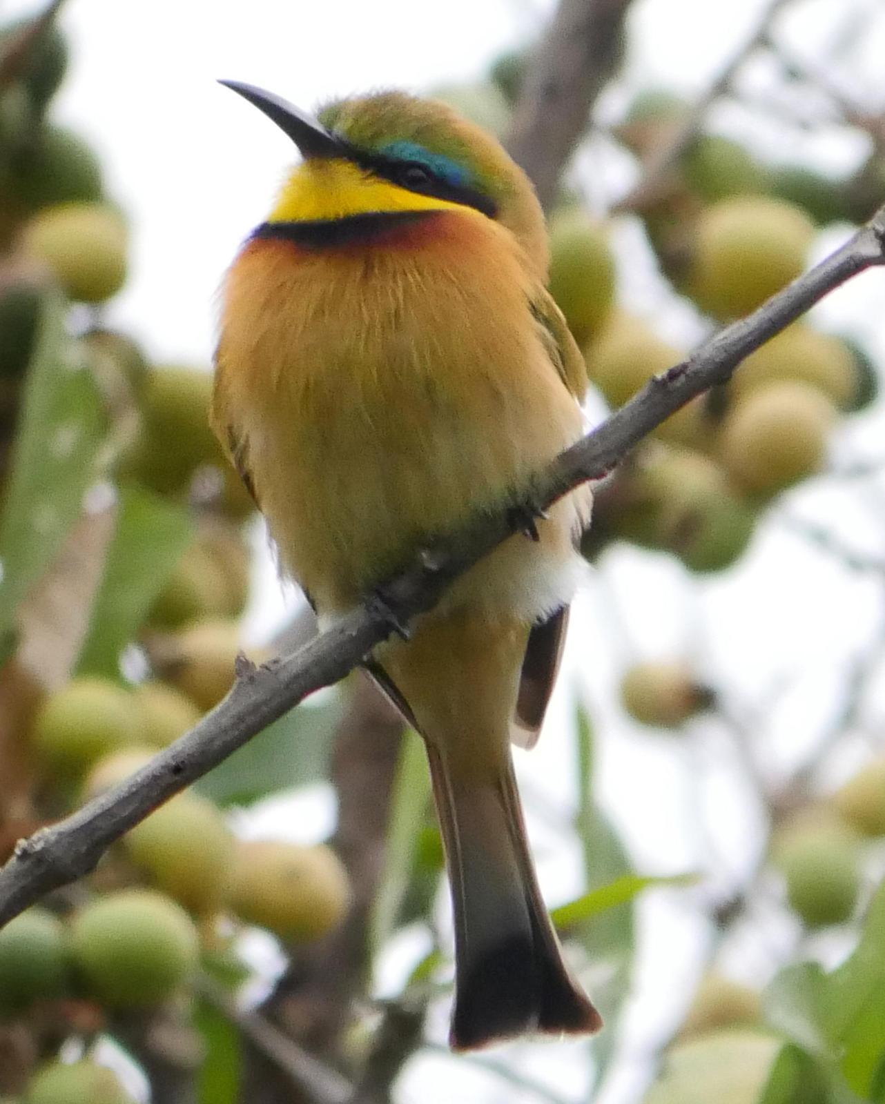 Little Bee-eater Photo by Peter Lowe