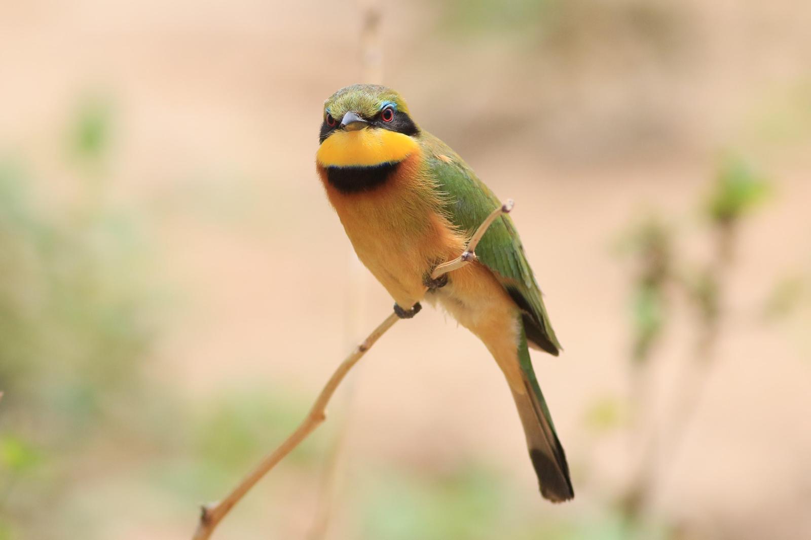 Little Bee-eater Photo by Pat Schleiffer