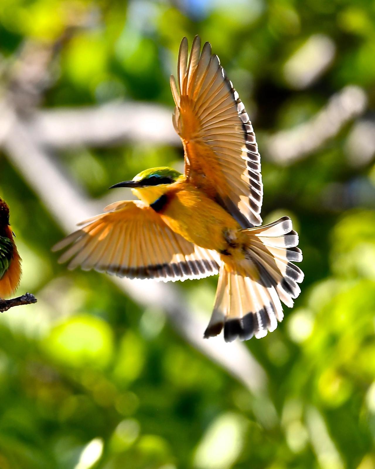 Little Bee-eater Photo by Gerald Friesen