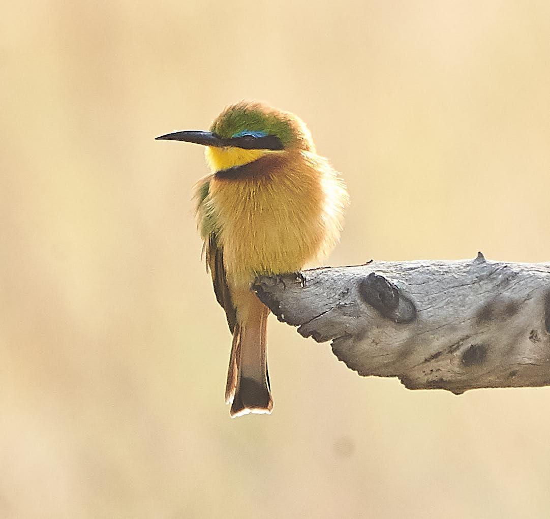 Little Bee-eater Photo by Steven Cheong