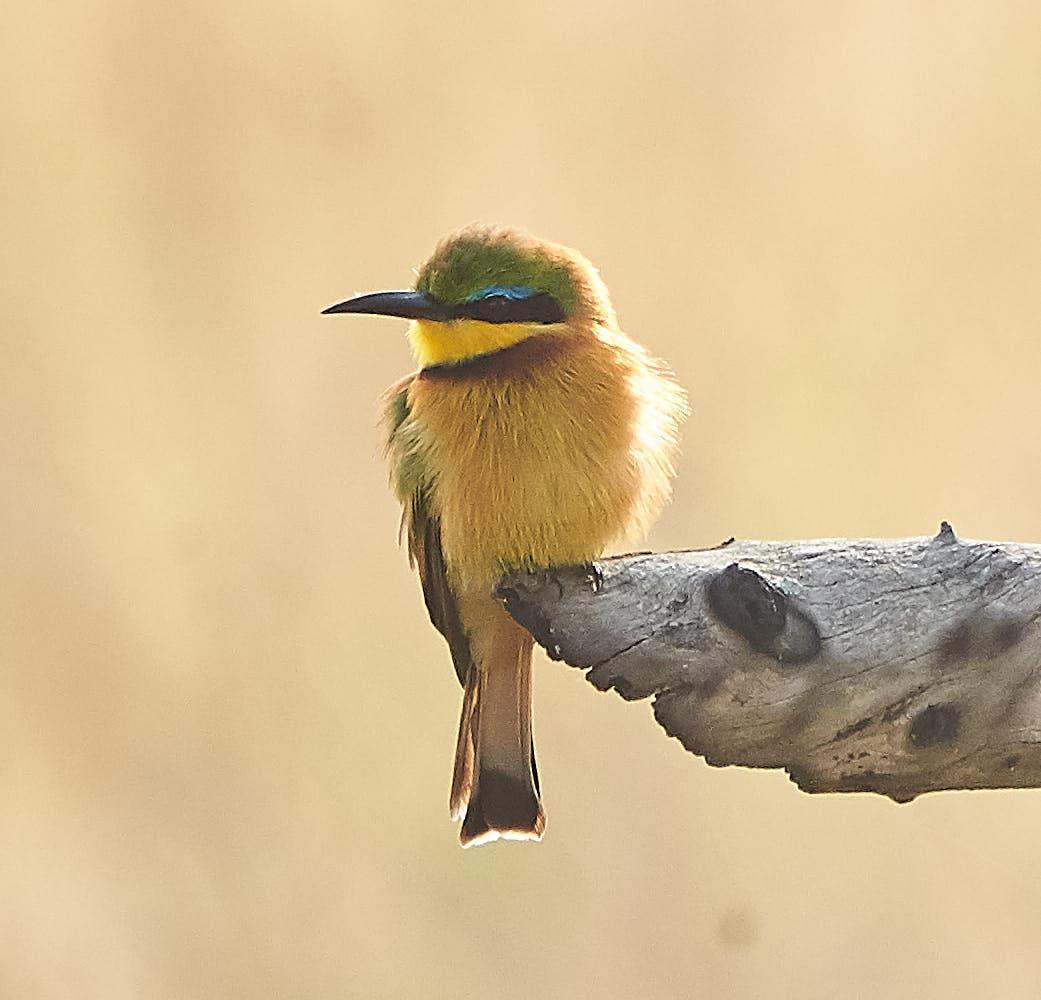 Little Bee-eater Photo by Steven Cheong