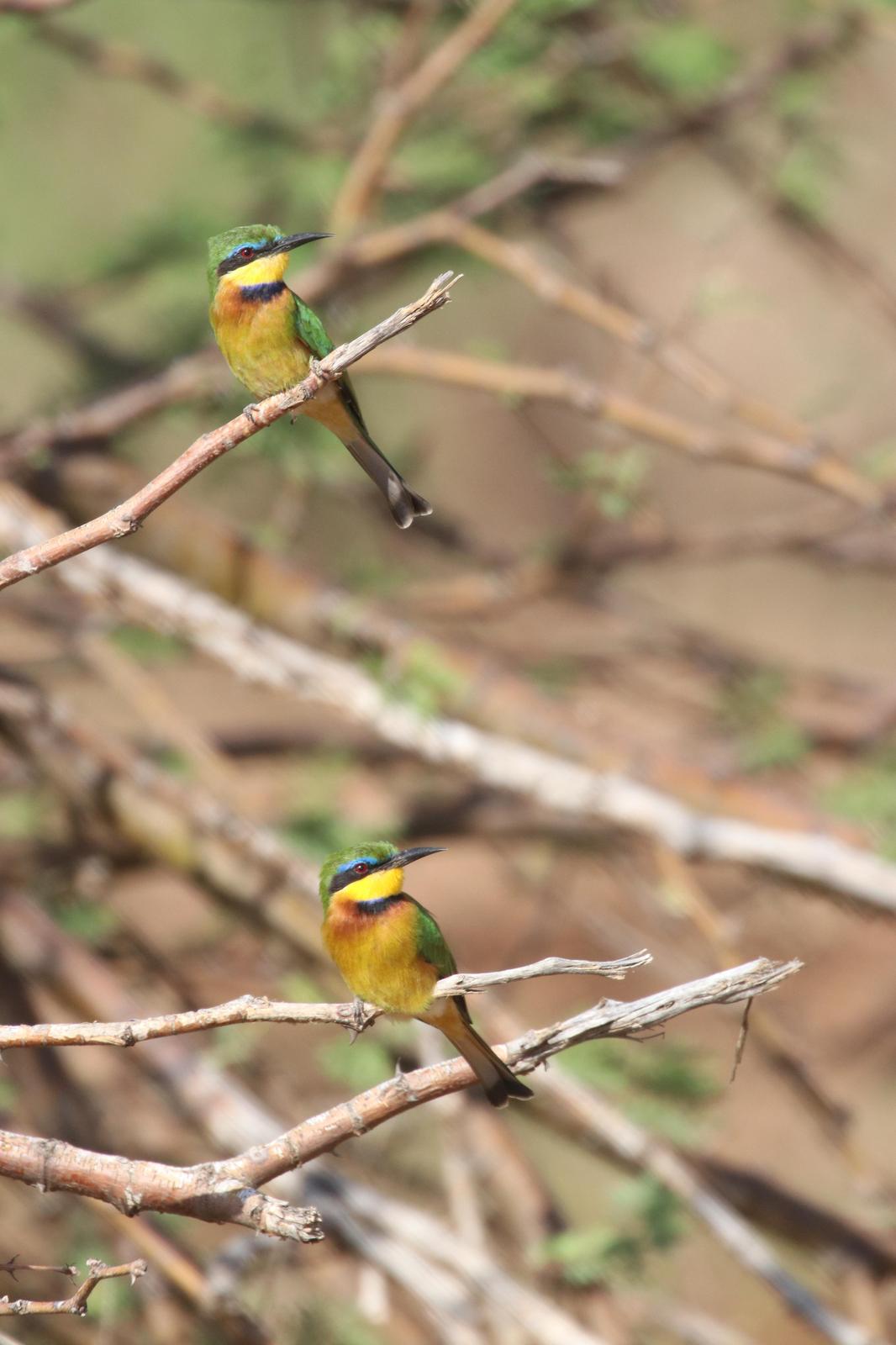 Little Bee-eater Photo by Kelly  Martin
