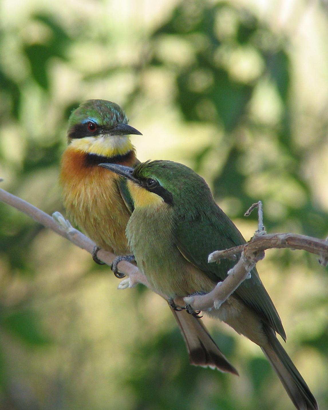 Little Bee-eater Photo by Henk Baptist