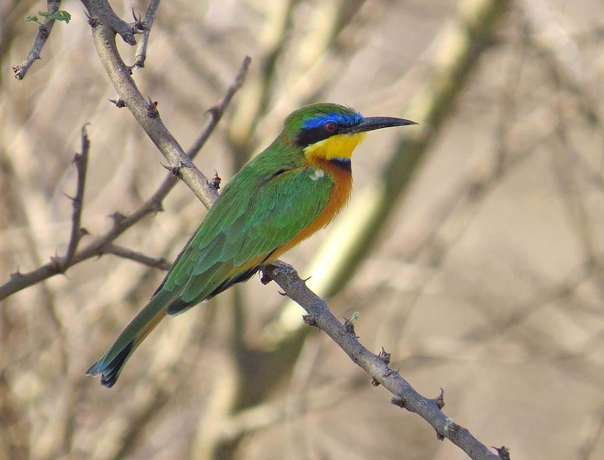 Blue-breasted Bee-eater Photo by Peter Boesman