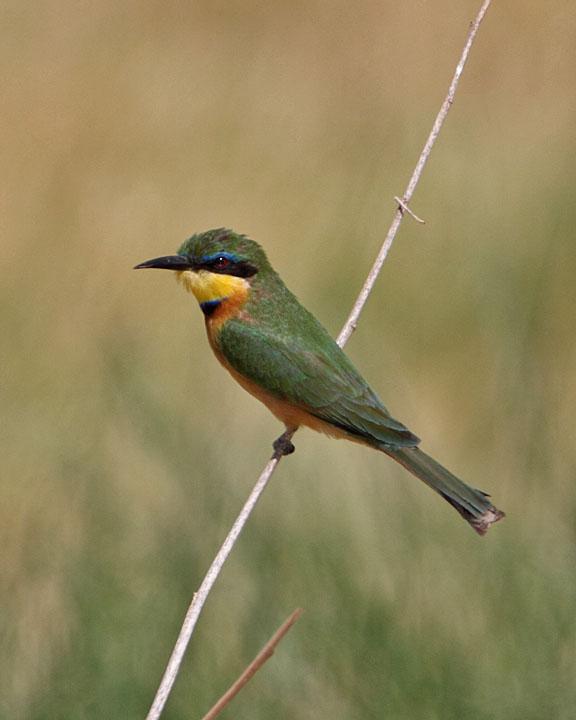 Cinnamon-chested Bee-eater Photo by Jack Jeffrey