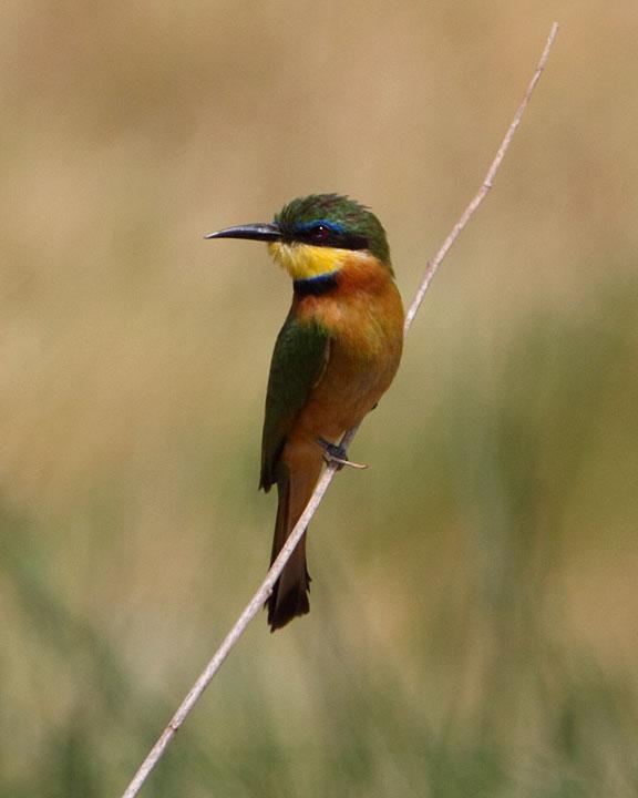 Cinnamon-chested Bee-eater Photo by Jack Jeffrey