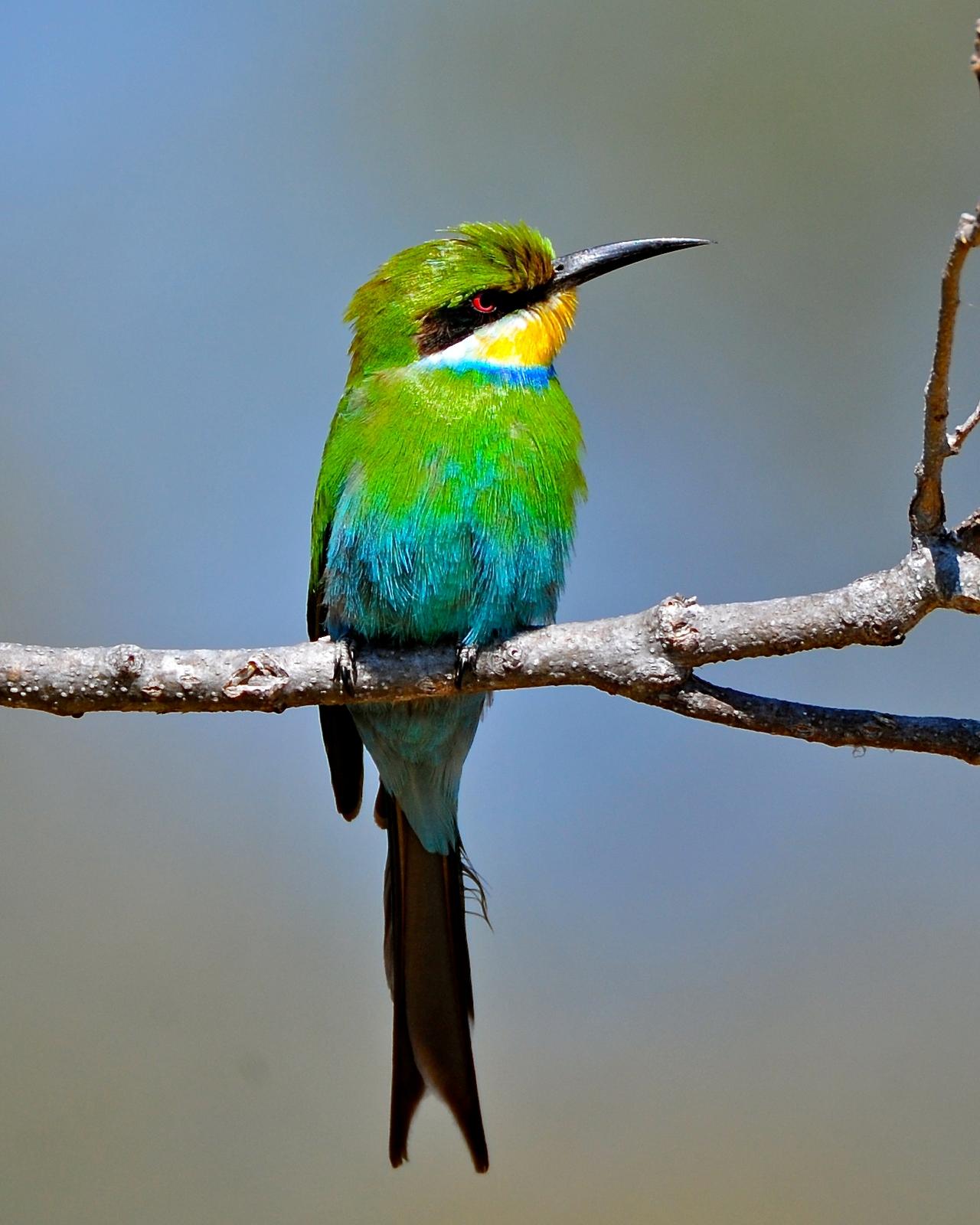 Swallow-tailed Bee-eater Photo by Gerald Friesen