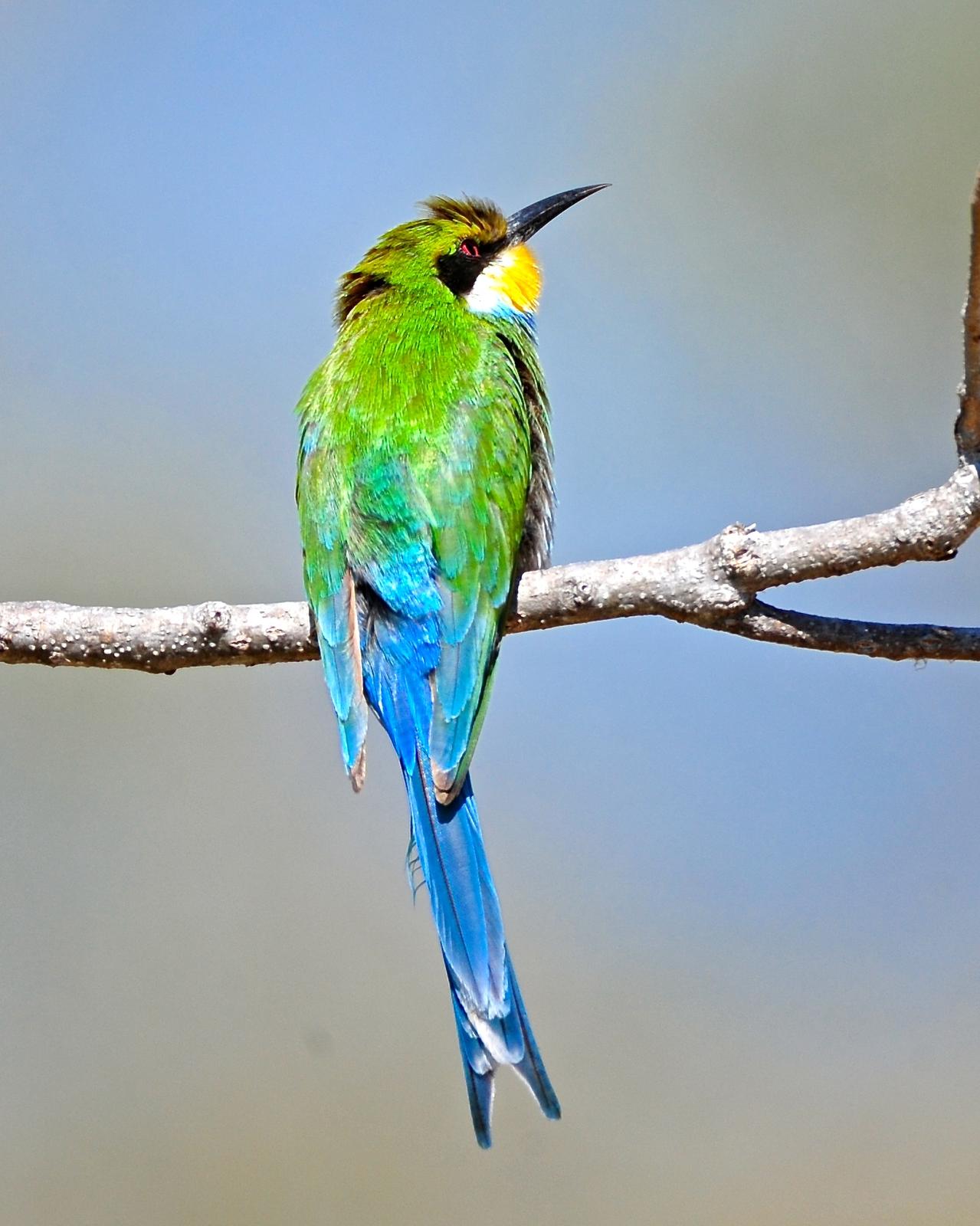 Swallow-tailed Bee-eater Photo by Gerald Friesen