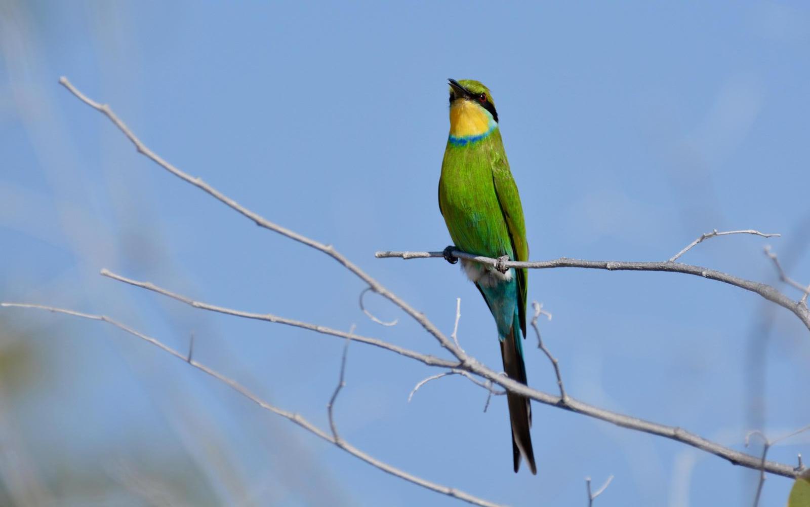 Swallow-tailed Bee-eater Photo by Vicky Marella