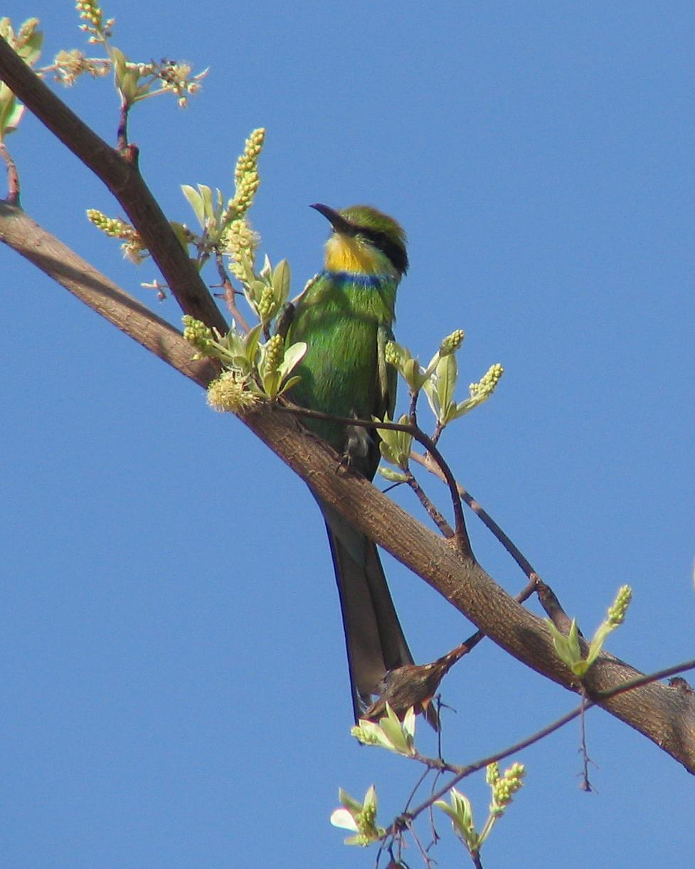 Swallow-tailed Bee-eater Photo by Henk Baptist